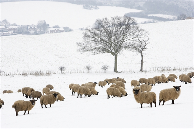 HAPPY NEW YEAR！ 羊とめぐる世界の絶景へ
