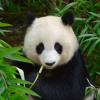 パンダの愛くるしい丸顔の秘密とは！？NHKが迫る、失われつつある命の物語