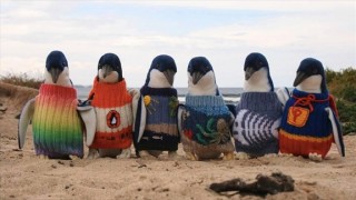 ペンギンのセーター