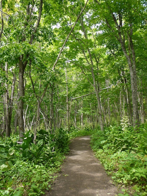 【北海道】森の声に癒される、夏の釧路湿原