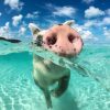 美しい海と豚と。ありえない絶景「豚と一緒に泳げる無人島」