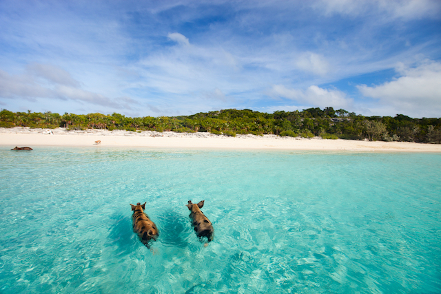 美しい海と豚と。ありえない絶景「豚と一緒に泳げる無人島」