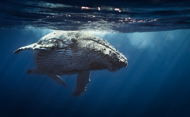 深さ2,197mの洞窟に体長34mのクジラ！ちょっと意外な世界No.1特集