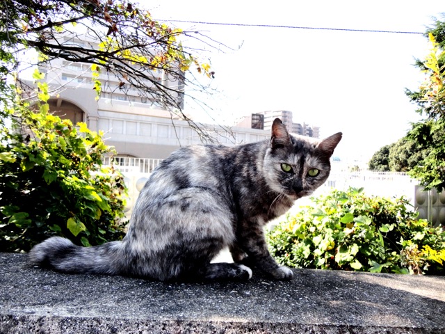 長崎では当たり前なのに全国では珍しい、幸運を連れてくる尾曲がり猫って知ってる？
