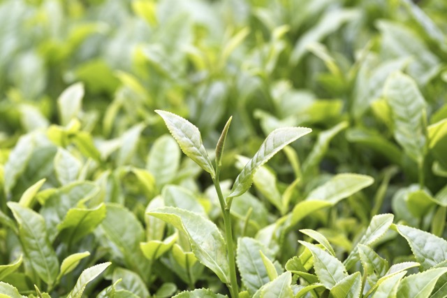 国際的な評価も！日本産紅茶の産地が全国で増加中