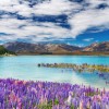 神秘的なミルキーブルーが美しすぎる！ニュージーランド「テカポ湖」