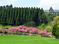 まるで外国のよう！美しい並木道の心洗われる風景、函館のトラピスト修道院