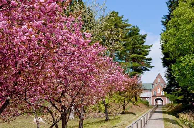 まるで外国のよう！美しい並木道の心洗われる風景、函館のトラピスト修道院