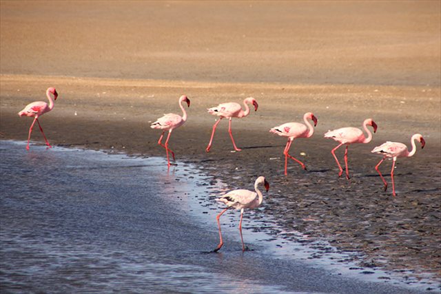 【アフリカ】フラミンゴたちの大群に遭遇！ピンクだらけの光景に圧倒