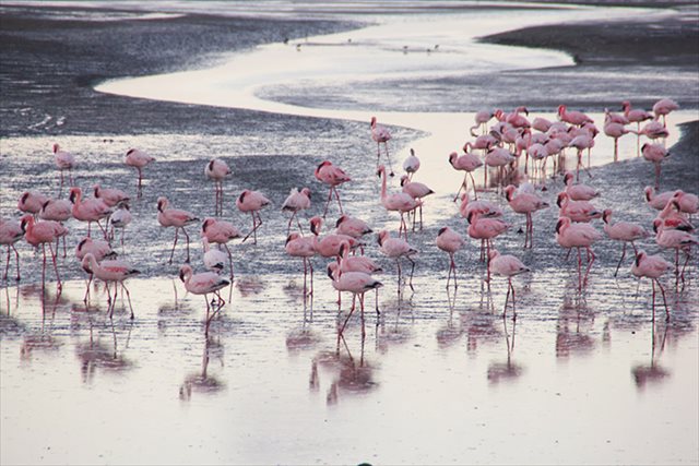 【アフリカ】フラミンゴたちの大群に遭遇！ピンクだらけの光景に圧倒