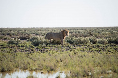 野生動物に感動！アフリカ最大級の動物保護区「エトーシャ国立公園」