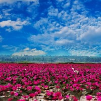 夢のようにロマンティック！一面に紅い睡蓮が咲き誇るタイの湖