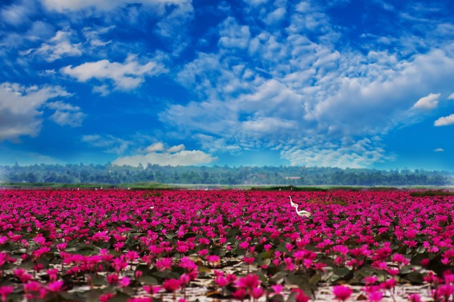 夢のようにロマンティック！一面に紅い睡蓮が咲き誇るタイの湖