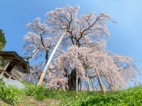 国の天然記念物にも指定される【日本三大桜】が美しすぎる