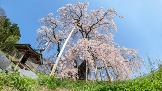 国の天然記念物にも指定される【日本三大桜】が美しすぎる