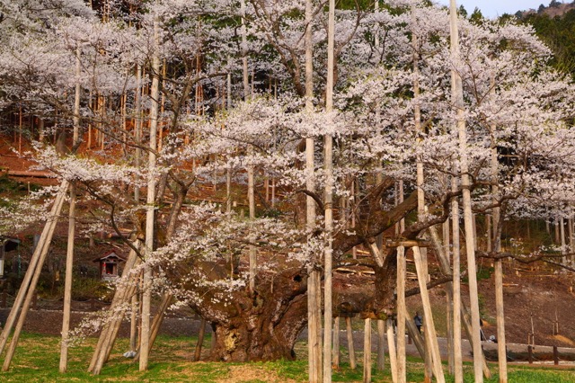 国の天然記念物にも指定される日本「三大桜」「五大桜」が美しすぎる