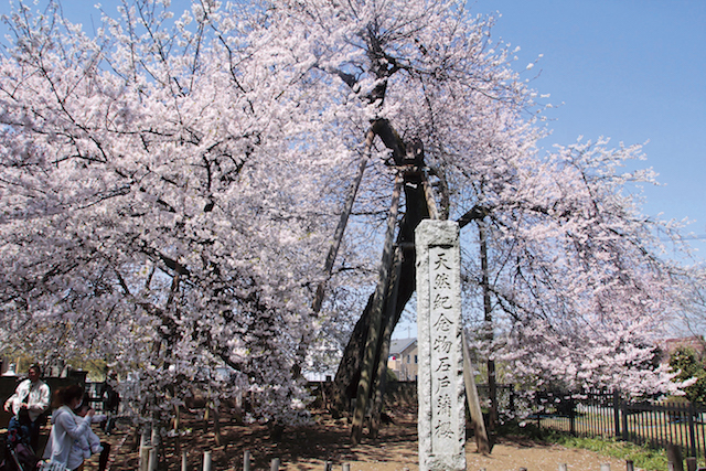 国の天然記念物にも指定される日本「三大桜」「五大桜」が美しすぎる
