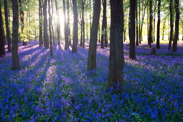イギリスの春を知らせる青い絨毯、ブルーベルの森が美しすぎる！