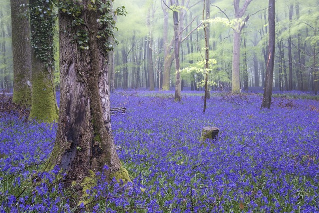 イギリスの春を知らせる青い絨毯、ブルーベルの森が美しすぎる！
