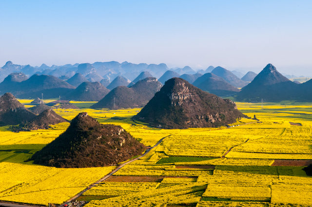 壮大な菜の花の黄色い絨毯！春だけしか見られない中国の絶景