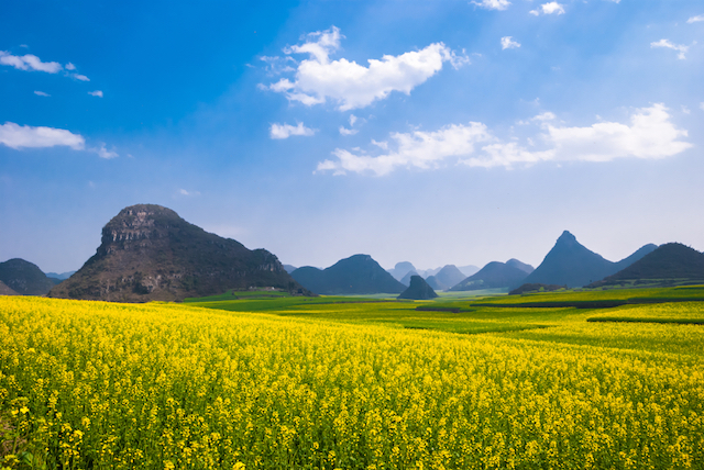 壮大な菜の花の黄色い絨毯！春だけしか見られない中国の絶景