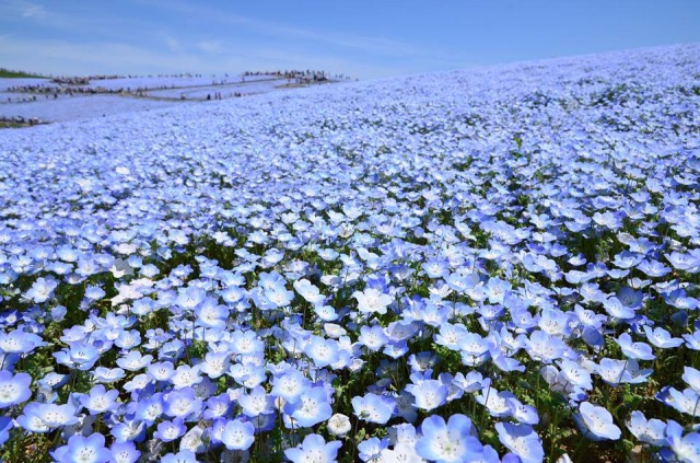 美しすぎる見渡す限り花々が咲き乱れている日本の絶景5つ