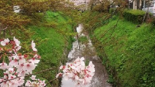 京都でゆっくり桜を見るなら！穴場は疎水沿い