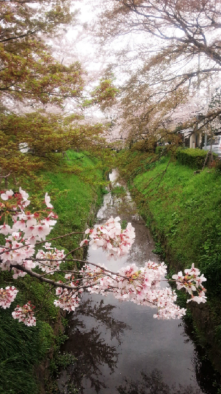 京都でゆっくり桜を見るなら！穴場は疎水沿い