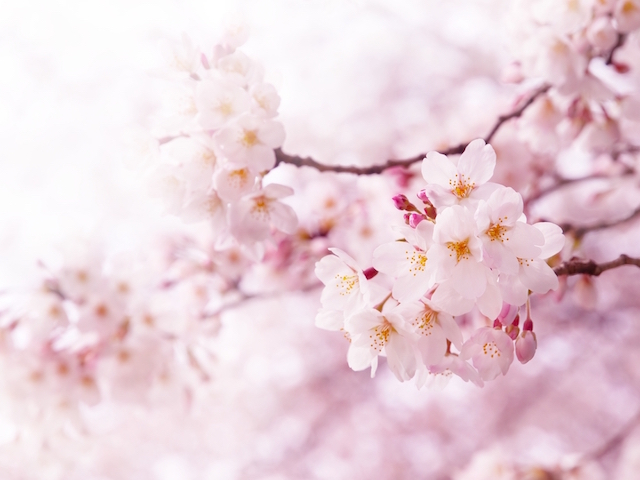 外国人が驚く、日本の「お花見事情」5選