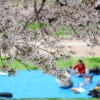 外国人が驚く、日本の「お花見事情」5選
