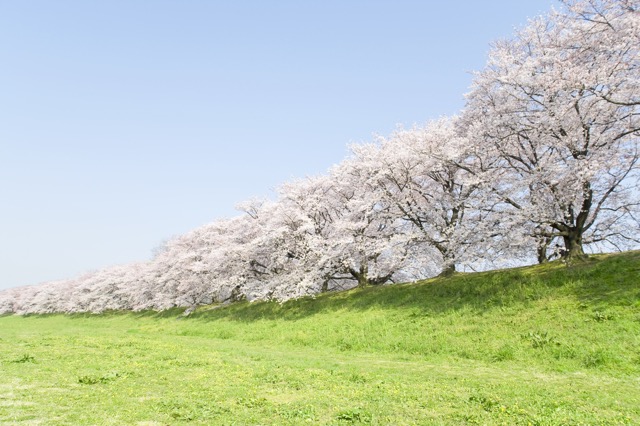 お花見好きなのは、日本人だけじゃない！世界の桜の名所３選