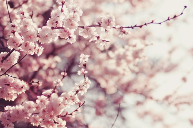 お花見好きなのは、日本人だけじゃない！世界の桜の名所３選
