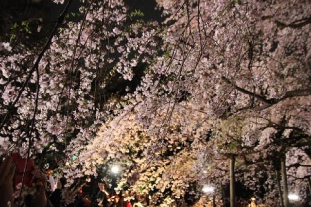 六義園のライトアップ。大きくて美しい「しだれ桜」に魅了された春の始まり