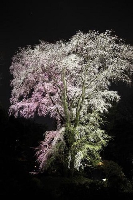 六義園のライトアップ。大きくて美しい「しだれ桜」に魅了された春の始まり