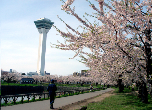 ５月まで桜が見られる北海道！新幹線で行くお花見＆グルメ＆温泉