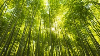 今日の絶景ヒトコト【１２】竹林の秘密