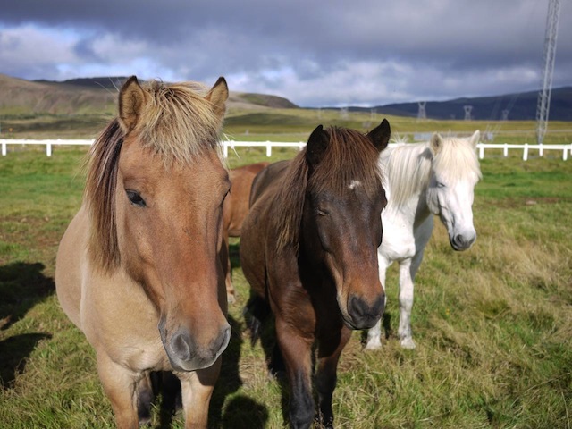 アイスランド かわいすぎる馬に乗って訪れる 温泉と大自然に癒される旅 Tabizine 人生に旅心を