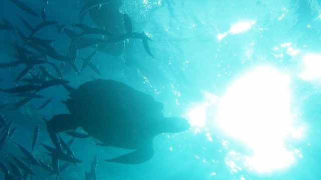 日本人の知らない楽園、カリブ海に浮かぶ「バルバドス」のベスト