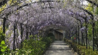 【フィレンツェ隠れスポット】眺めのいい庭「バルディーニ庭園」