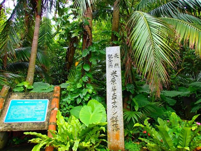 石垣の癒しスポット！天然記念物のヤエヤマヤシ群落を探検