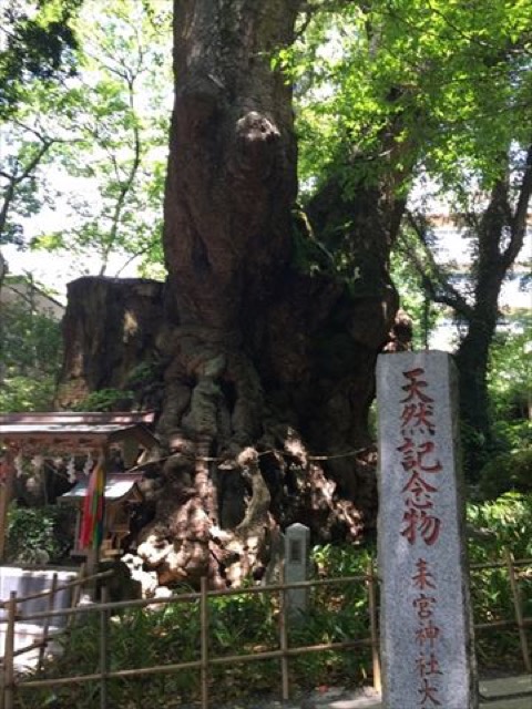 【熱海】パワースポット来宮神社と、国指定天然記念物の大楠