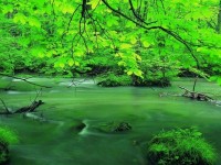 心にたっぷり緑のシャワー　新緑奥入瀬渓流