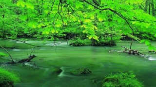 心にたっぷり緑のシャワー　新緑奥入瀬渓流