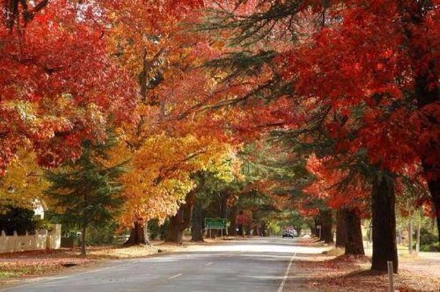 南半球は今が紅葉シーズン！メルボルンの秋は街も郊外も息を飲むほど美しい