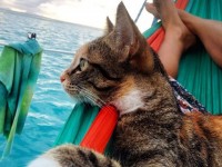 相棒は元野良猫！世界の海を旅するように暮らす女性の生き方