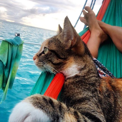 相棒は元野良猫！世界の海を旅するように暮らす女性の生き方