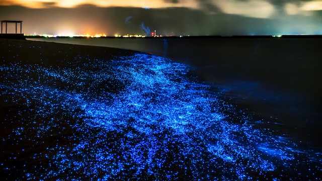 夜光虫 今日の絶景ヒトコト【59】夜光虫の天の川 | TABIZINE～人生に旅心を～