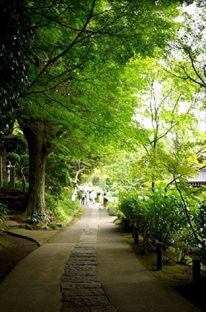 横浜のあじさい寺。四季折々の花を楽しめる「正覚寺」