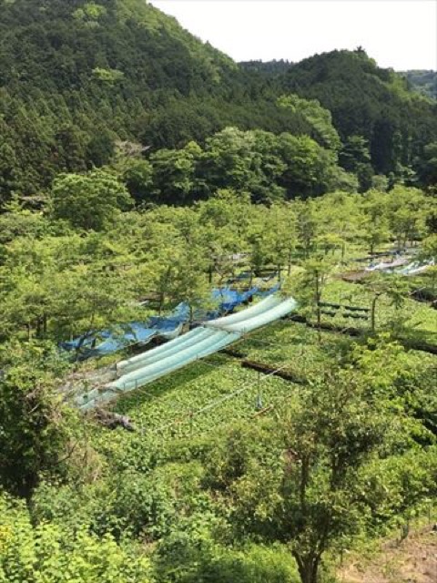 【伊豆】日本一のわさびの郷。自然が気持ちよい「筏場のわさび田」
