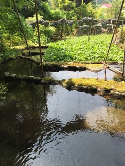 【伊豆】日本一のわさびの郷。自然が気持ちよい「筏場のわさび田」